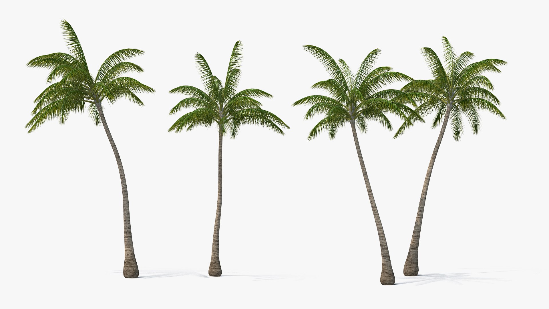 palms 2 model https://p.turbosquid.com/ts-thumb/wd/nydhlS/QK2PAYuL/palmscollection23dsmodel003/jpg/1590829945/1920x1080/fit_q87/f8070aac238931af6c41e58d4727b3bb0e53a960/palmscollection23dsmodel003.jpg