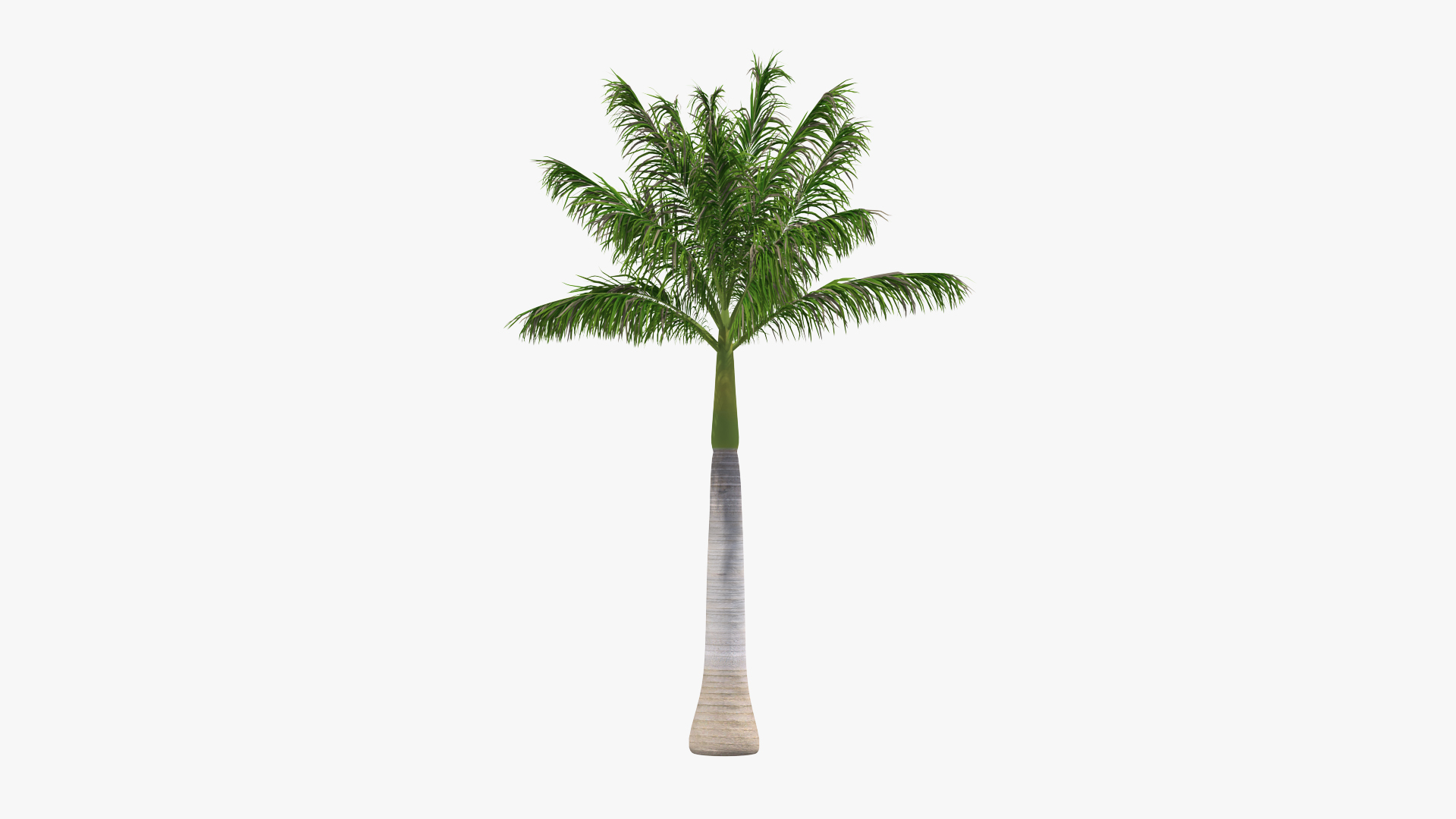 palms 2 model https://p.turbosquid.com/ts-thumb/wd/nydhlS/Qvdjai7y/palms_collection_2_362/jpg/1590828115/1920x1080/turn_fit_q99/ffb65d7f6eff5a5e7084df65918391ee48cbdaa7/palms_collection_2_362-1.jpg