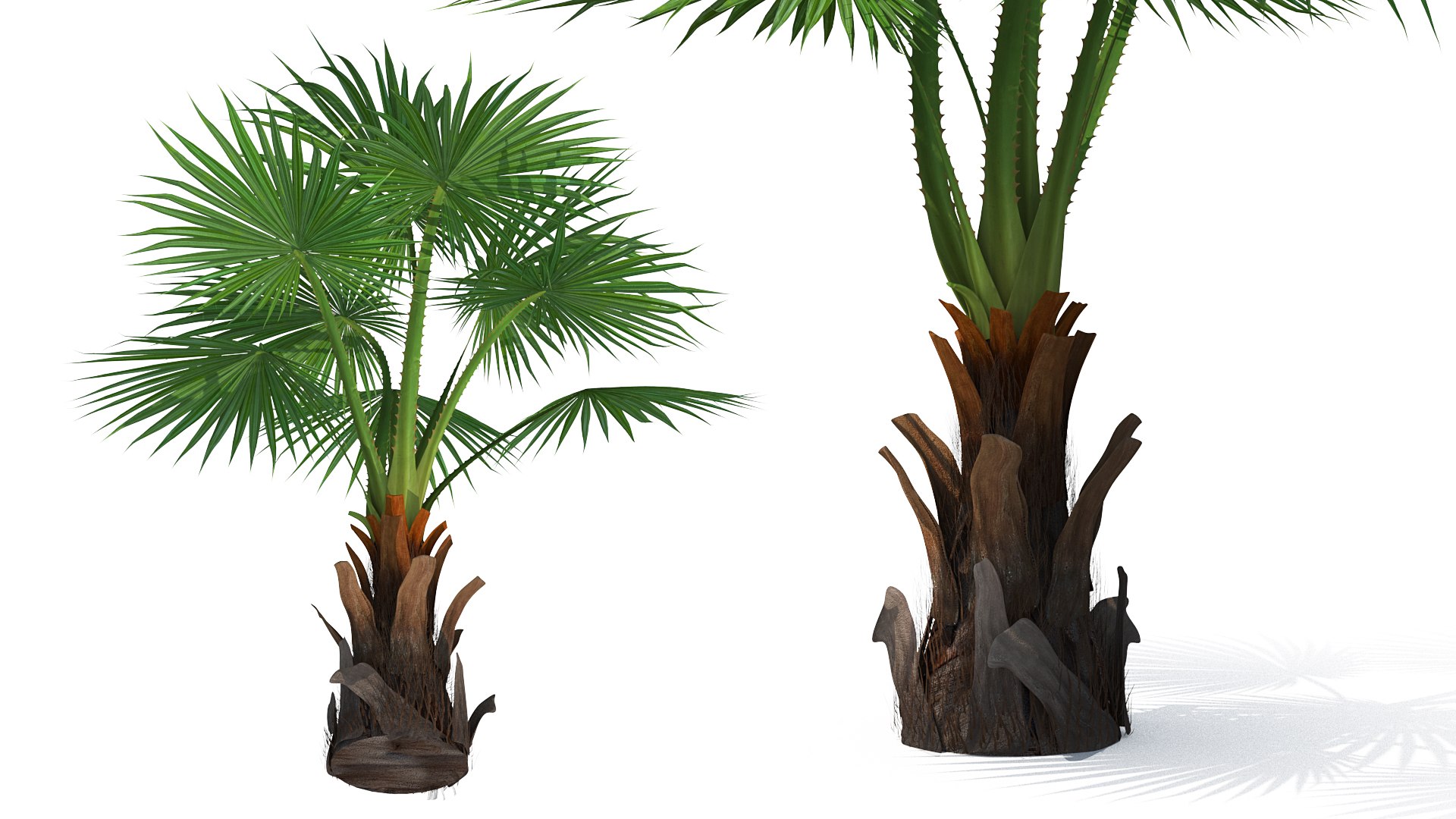 palms 2 model https://p.turbosquid.com/ts-thumb/wd/nydhlS/SR2MRYKi/palmscollection23dsmodel012/jpg/1590829963/1920x1080/fit_q87/e500e2cf1ff12255127c1a67d1996d26b4c33703/palmscollection23dsmodel012.jpg