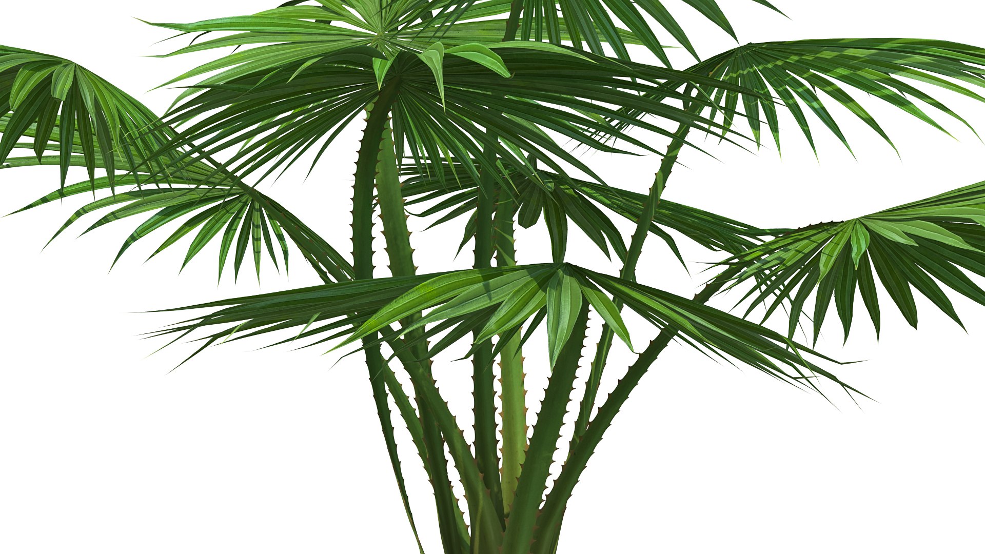 palms 2 model https://p.turbosquid.com/ts-thumb/wd/nydhlS/THVBTlnW/palmscollection23dsmodel015/jpg/1590829968/1920x1080/fit_q87/9711fe2e220990b150136529342c75654503295d/palmscollection23dsmodel015.jpg