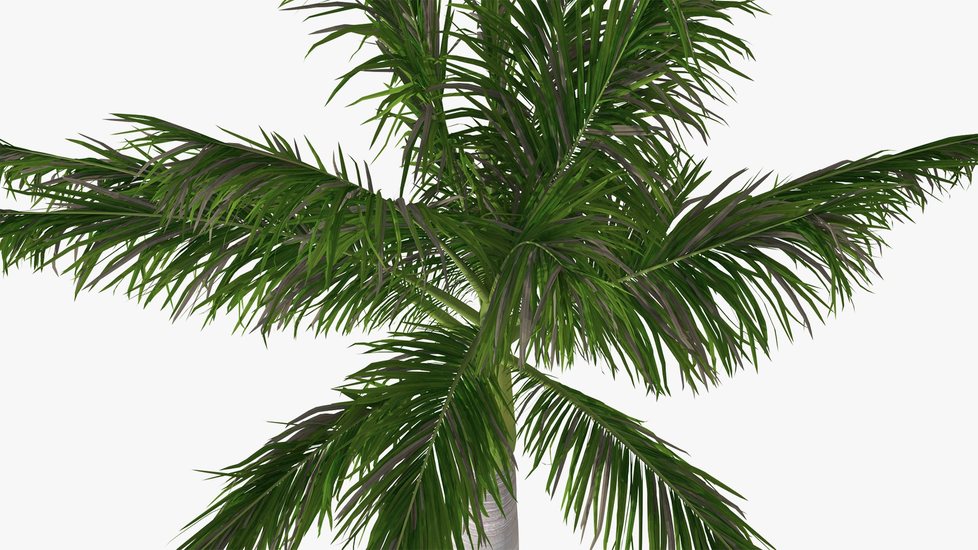 palms 2 model https://p.turbosquid.com/ts-thumb/wd/nydhlS/YtnchJ5l/palmscollection23dsmodel020/jpg/1590829978/1920x1080/fit_q87/d91bc7a85bf3b772024e35c6830323fd5386f435/palmscollection23dsmodel020.jpg