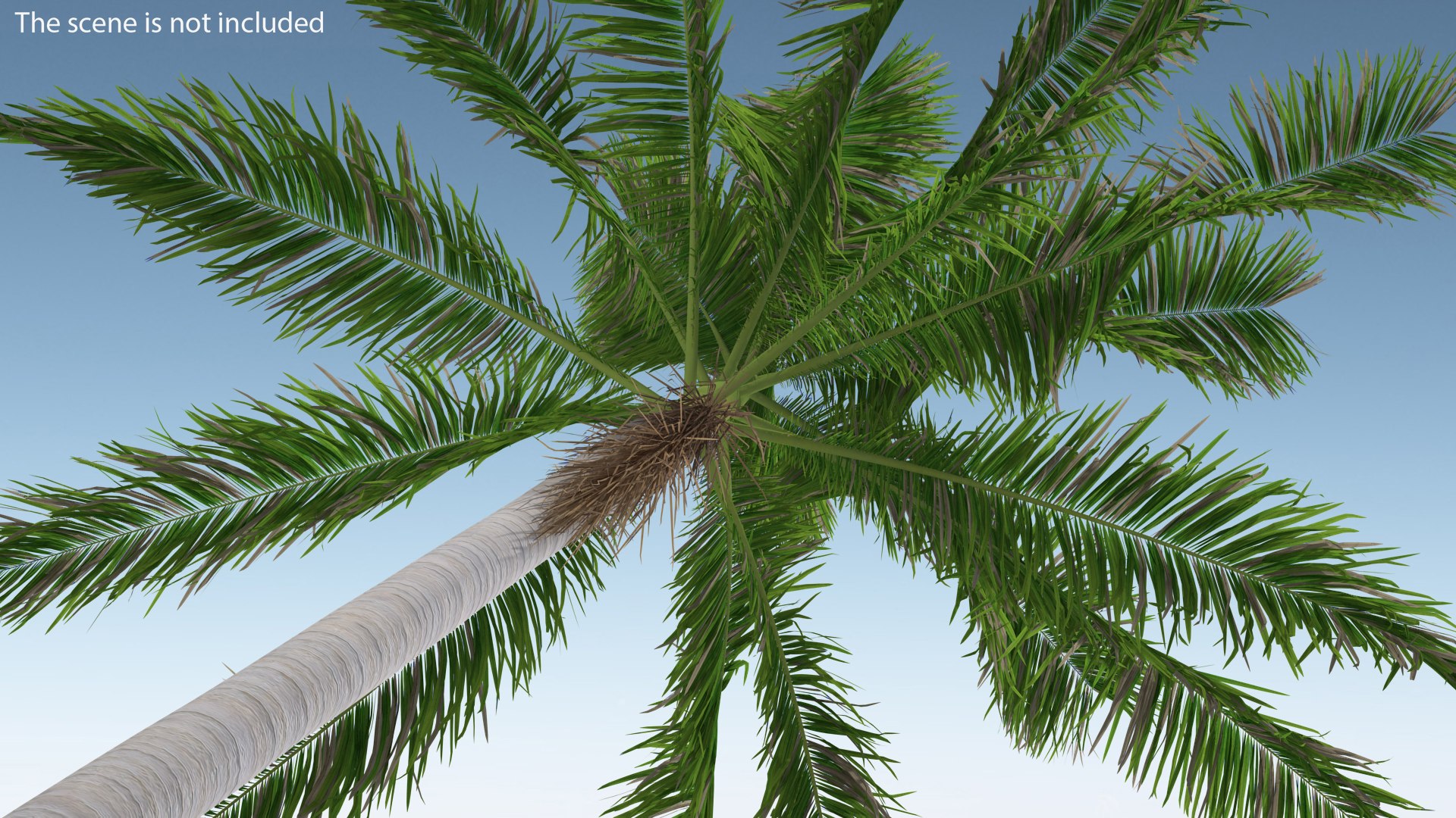 palms 2 model https://p.turbosquid.com/ts-thumb/wd/nydhlS/kPZS2MxL/palmscollection23dsmodel021/jpg/1590829981/1920x1080/fit_q87/84e9d8abdb68982bd0ad2217f8c0b03b1f527df7/palmscollection23dsmodel021.jpg