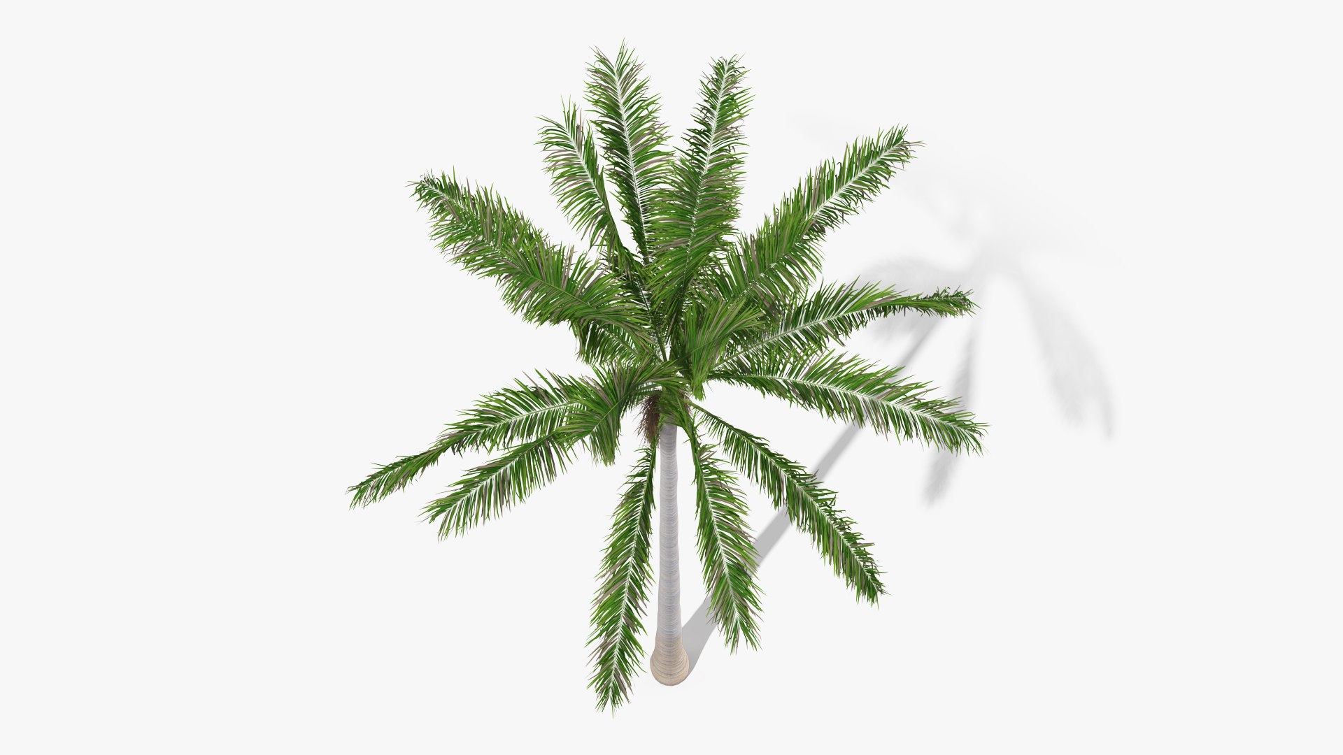 palms 2 model https://p.turbosquid.com/ts-thumb/wd/nydhlS/kZrFKoSq/palmscollection23dsmodel023/jpg/1590829985/1920x1080/fit_q87/fc9ff048162cd37d612c7cad72ed801435667b5e/palmscollection23dsmodel023.jpg