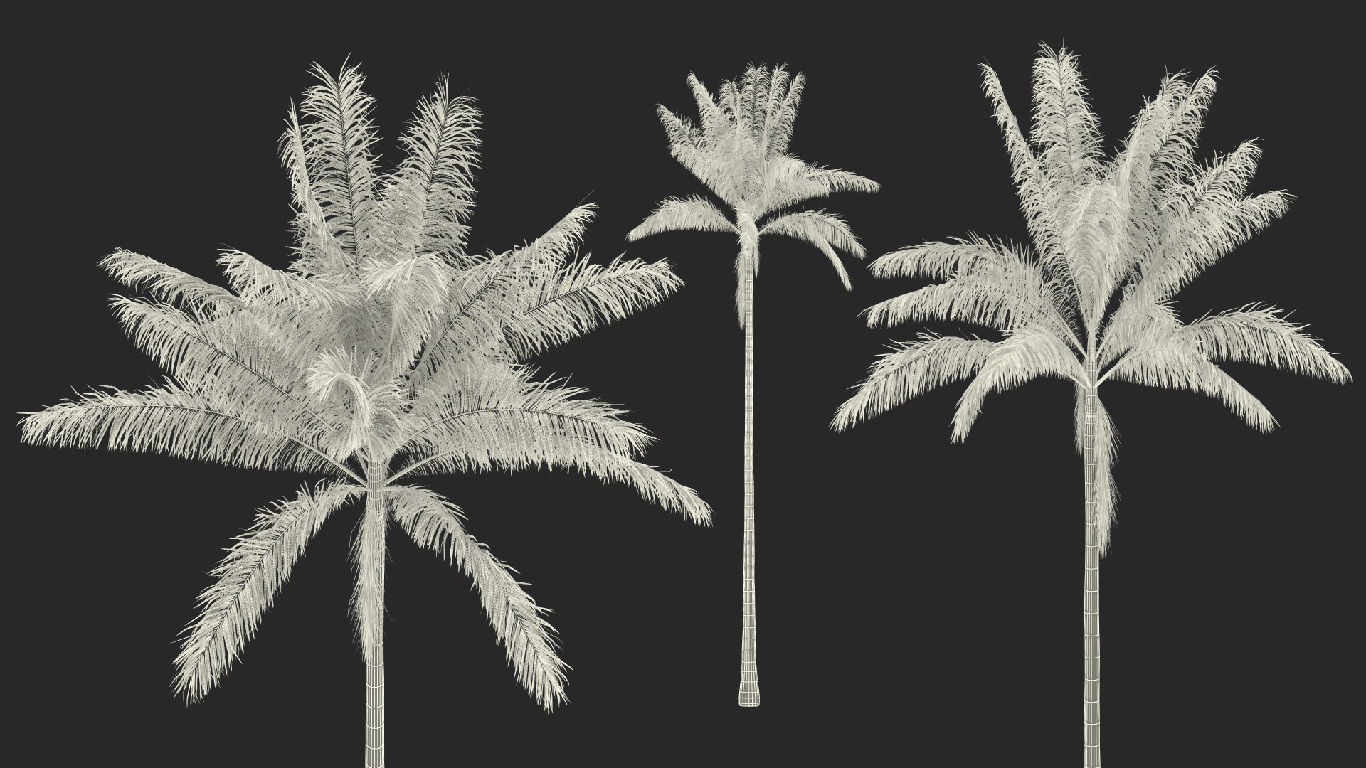 palms 2 model https://p.turbosquid.com/ts-thumb/wd/nydhlS/mGskN0Iu/palmscollection23dsmodel035/jpg/1590830007/1920x1080/fit_q87/14be0b434d2a5fce5f959e868758da6410d7e82a/palmscollection23dsmodel035.jpg