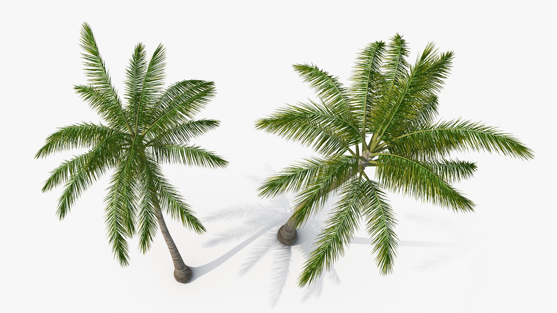 palms 2 model https://p.turbosquid.com/ts-thumb/wd/nydhlS/nLeJJWU0/palmscollection23dsmodel005/jpg/1590829948/1920x1080/fit_q87/60bd0666e8726de1e0088e9e1ccb2a6a38066dd1/palmscollection23dsmodel005.jpg