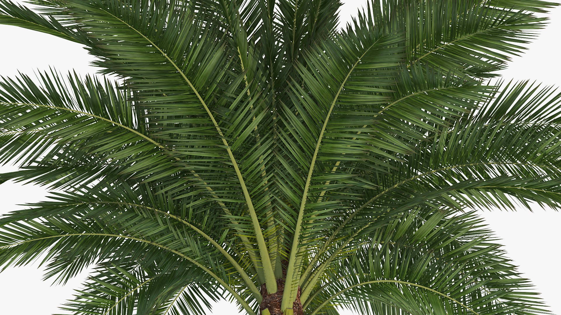 palms 2 model https://p.turbosquid.com/ts-thumb/wd/nydhlS/rgiCqPR3/palmscollection23dsmodel029/jpg/1590829996/1920x1080/fit_q87/fe7633b5b9bd98144dd0823279fecb8cdef7d23a/palmscollection23dsmodel029.jpg