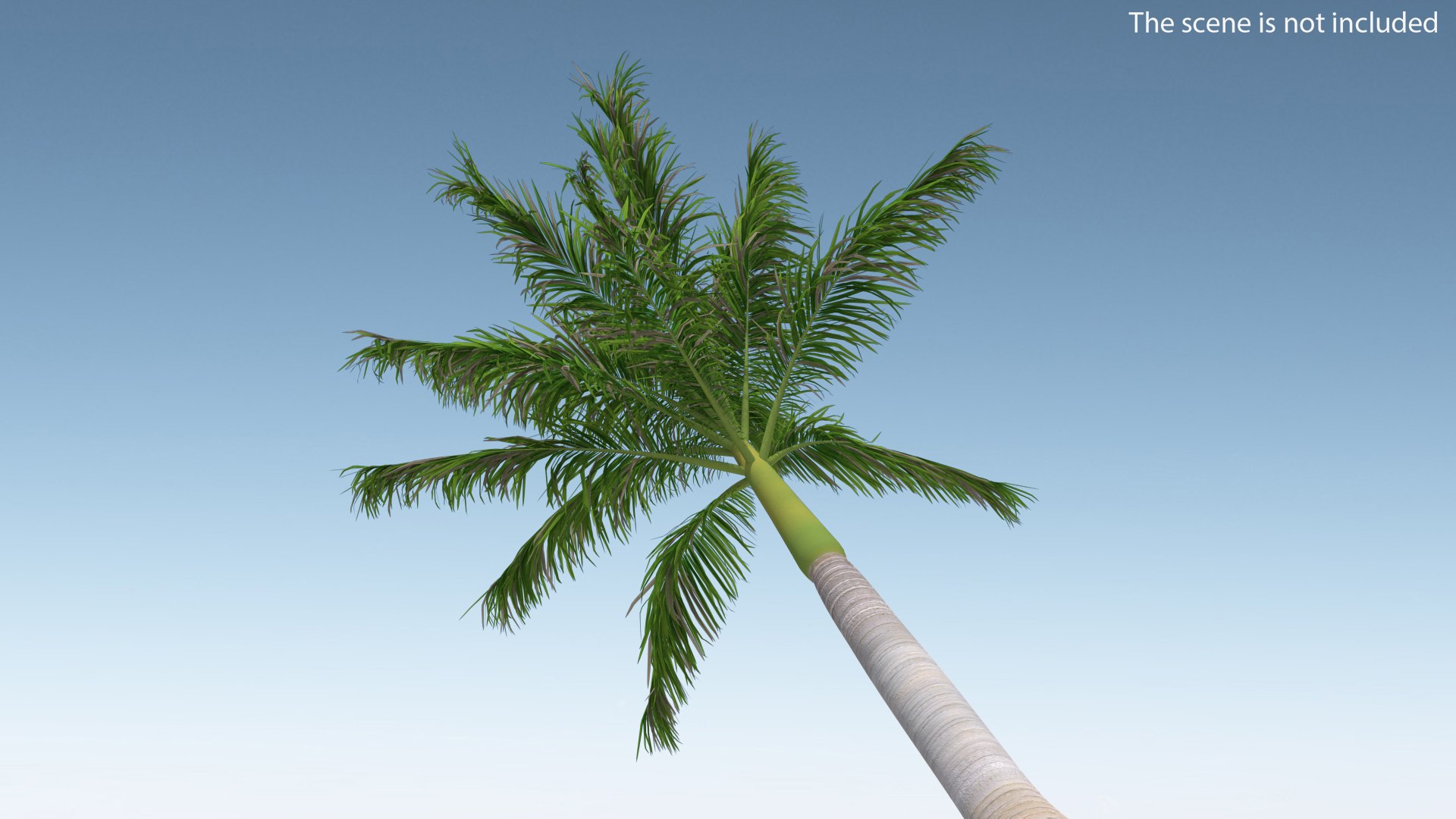 palms 2 model https://p.turbosquid.com/ts-thumb/wd/nydhlS/t2PKKO6x/palmscollection23dsmodel016/jpg/1590829970/1920x1080/fit_q87/5fc5fb4200decd3db0c0a7faa135405488ee5116/palmscollection23dsmodel016.jpg