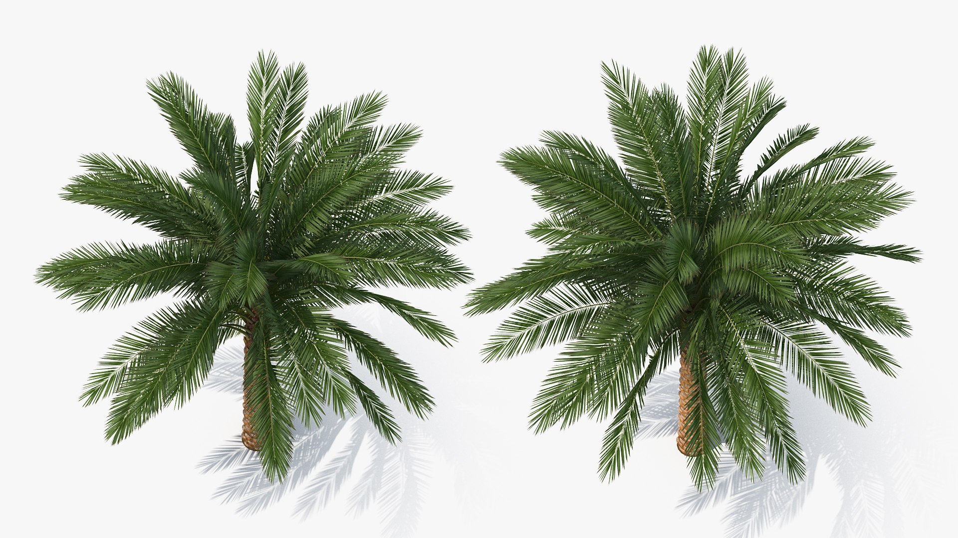 palms 2 model https://p.turbosquid.com/ts-thumb/wd/nydhlS/vkJXmpiI/palmscollection23dsmodel027/jpg/1590829992/1920x1080/fit_q87/012a0a74f6207da67100302ac67be2b2fd5408d5/palmscollection23dsmodel027.jpg