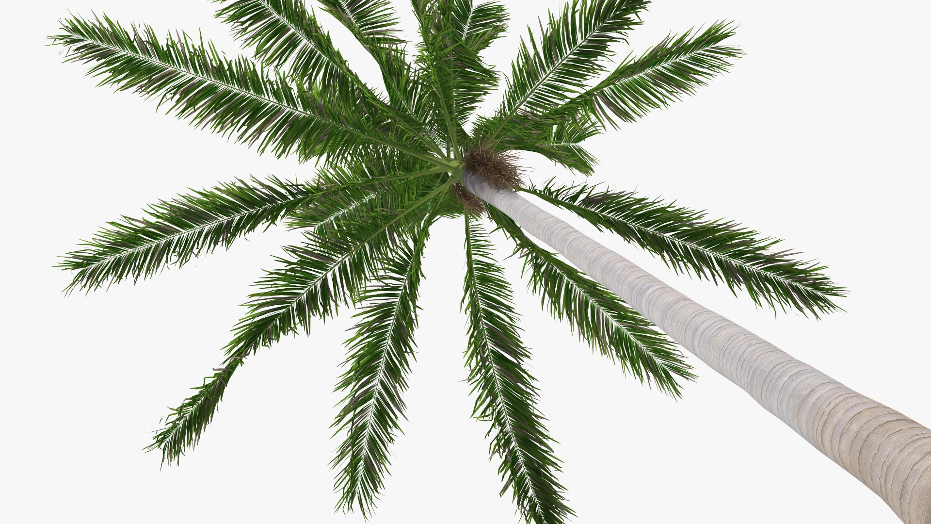 palms 2 model https://p.turbosquid.com/ts-thumb/wd/nydhlS/wEtuCoHF/palmscollection23dsmodel024/jpg/1590829987/1920x1080/fit_q87/355092fcab859f6f62079bd294938f9c2190f6cf/palmscollection23dsmodel024.jpg