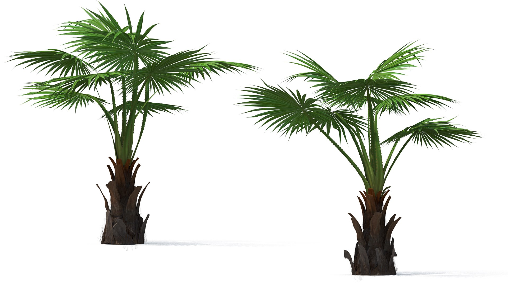 palms 2 model https://p.turbosquid.com/ts-thumb/wd/nydhlS/zS1YPTx5/palmscollection23dsmodel010/jpg/1590829959/1920x1080/fit_q87/e0ea2633dbf1187d993300f5fe6d088f42027031/palmscollection23dsmodel010.jpg