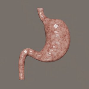 Human Stomach 3D Model 3D model