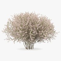 Linnaea Amabilis or Kolkwitzia Amabilis 3D Model