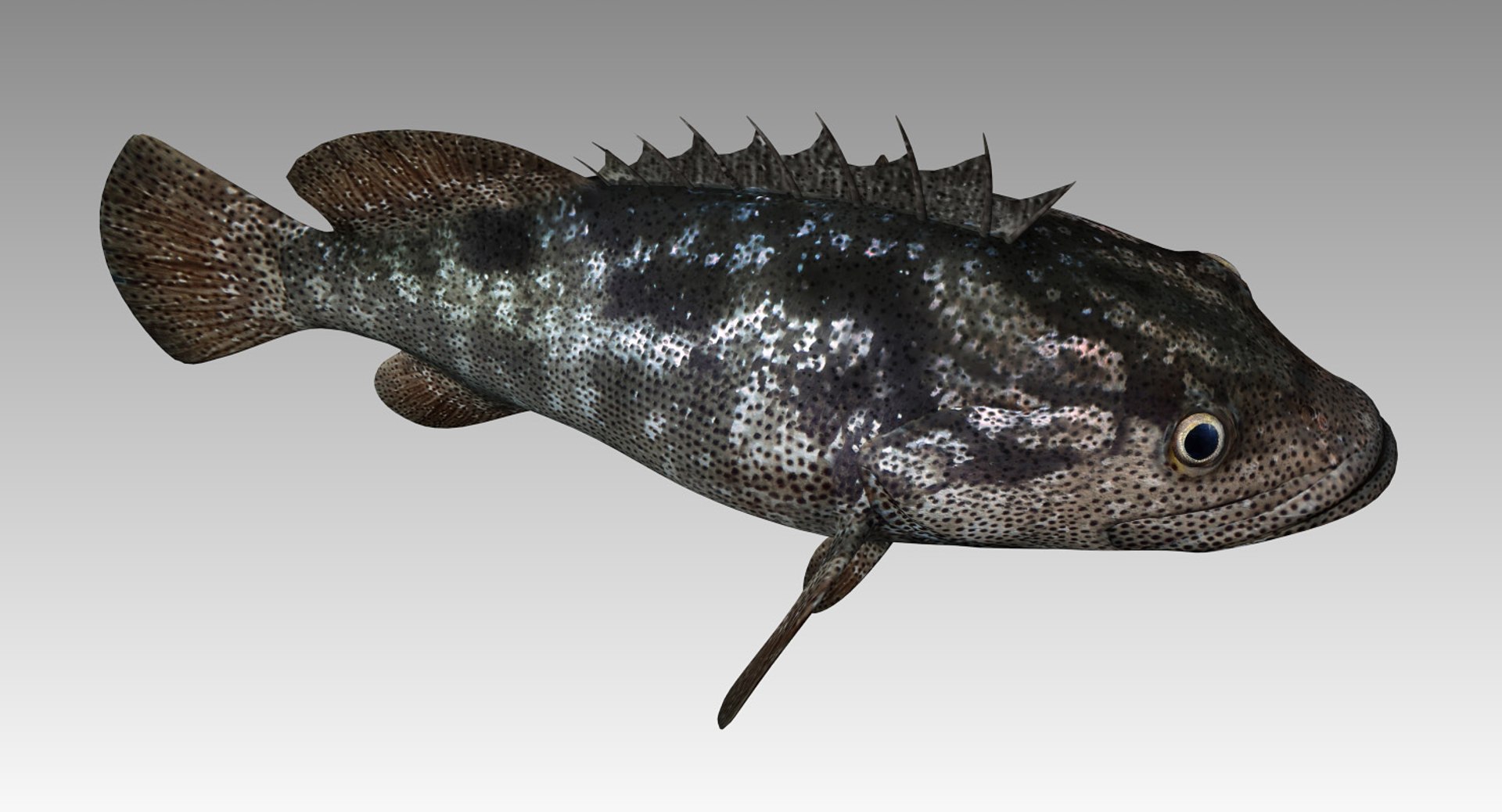 Animal fish model - TurboSquid 1419727