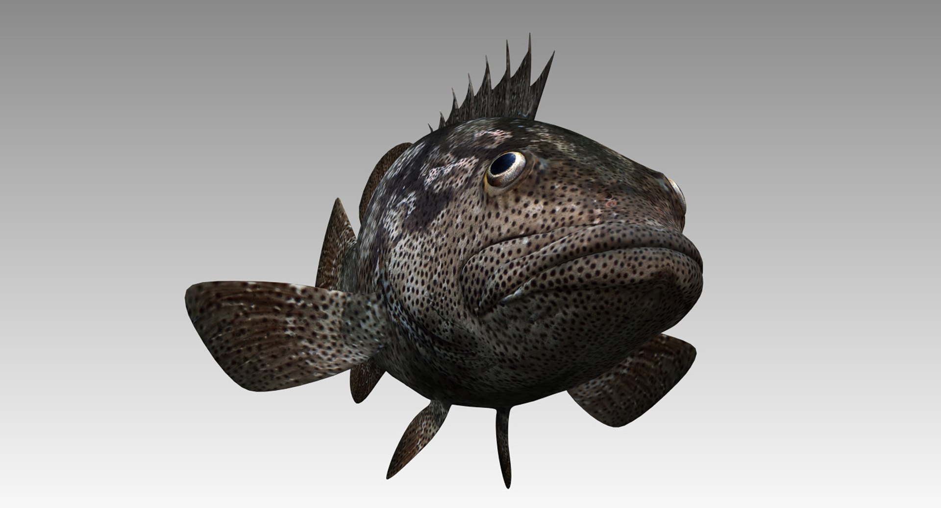 Animal fish model - TurboSquid 1419727