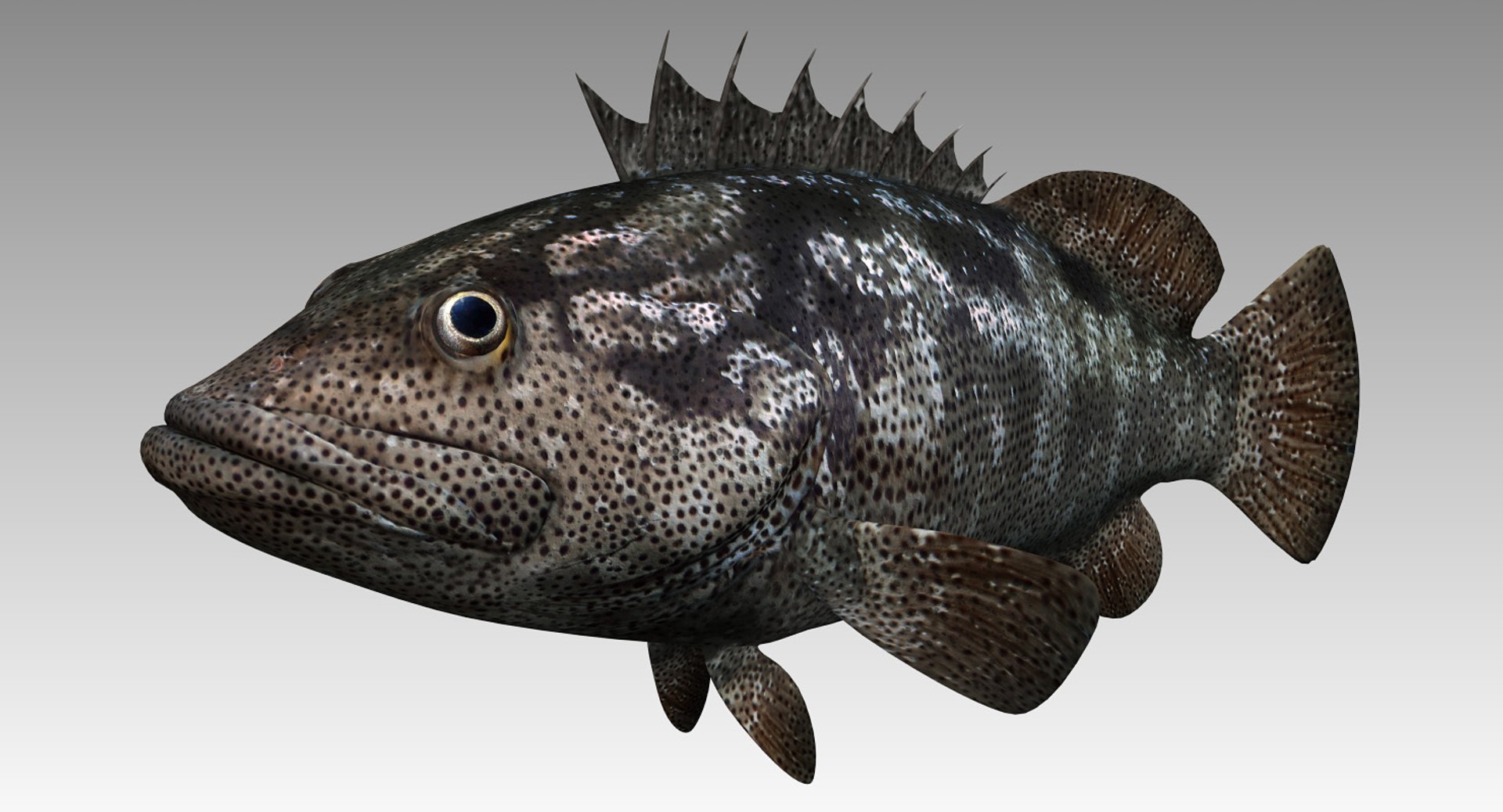 Animal fish model - TurboSquid 1419727