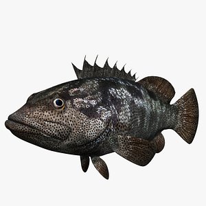 animal fish model