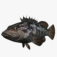 Grouper