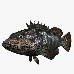 Grouper
