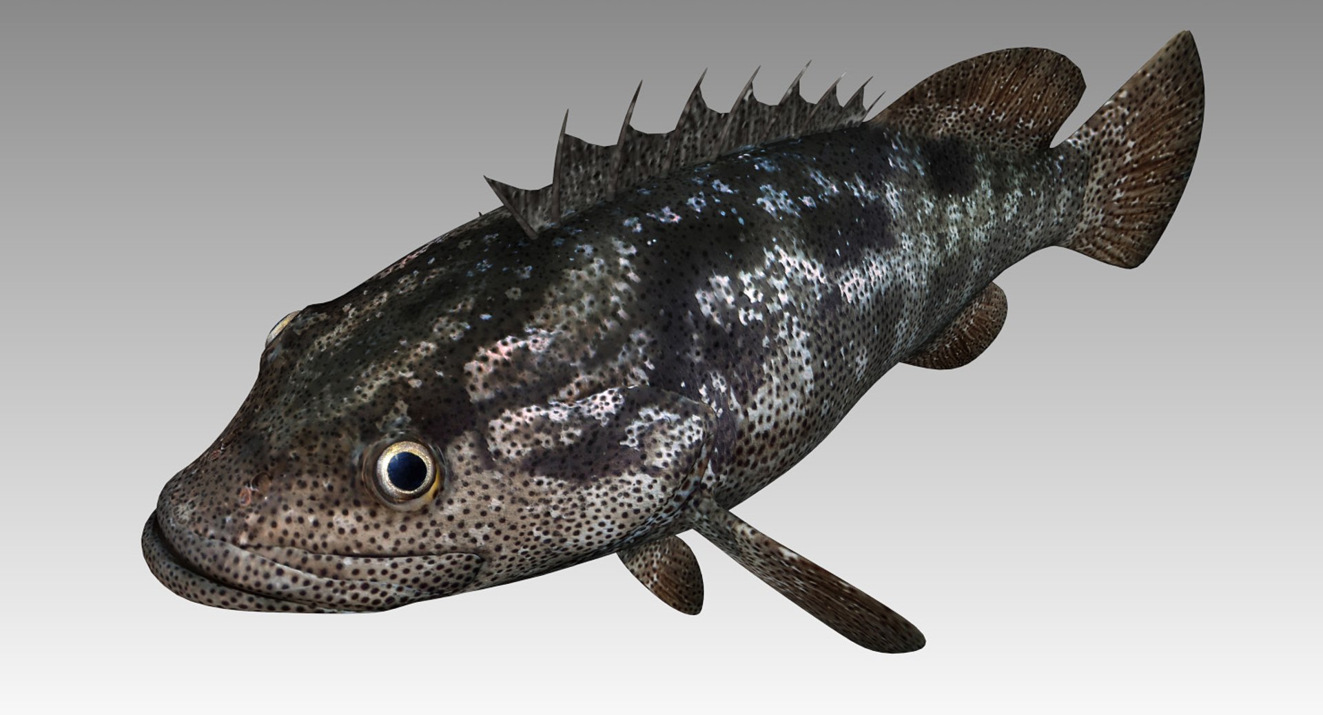Animal fish model - TurboSquid 1419727