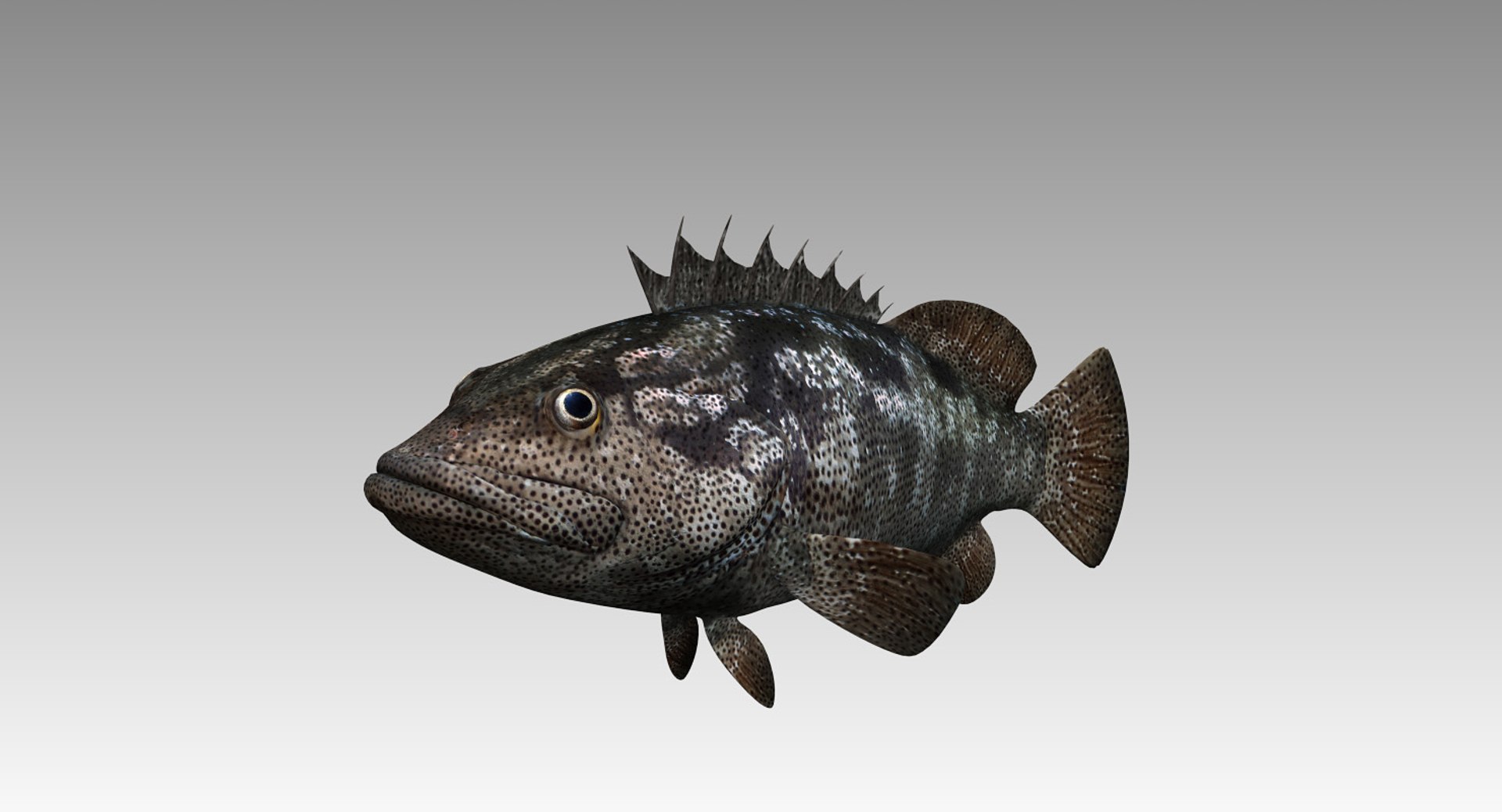 Animal fish model - TurboSquid 1419727