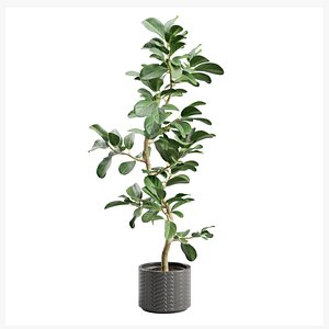 Potted Plant Ficus Audrey