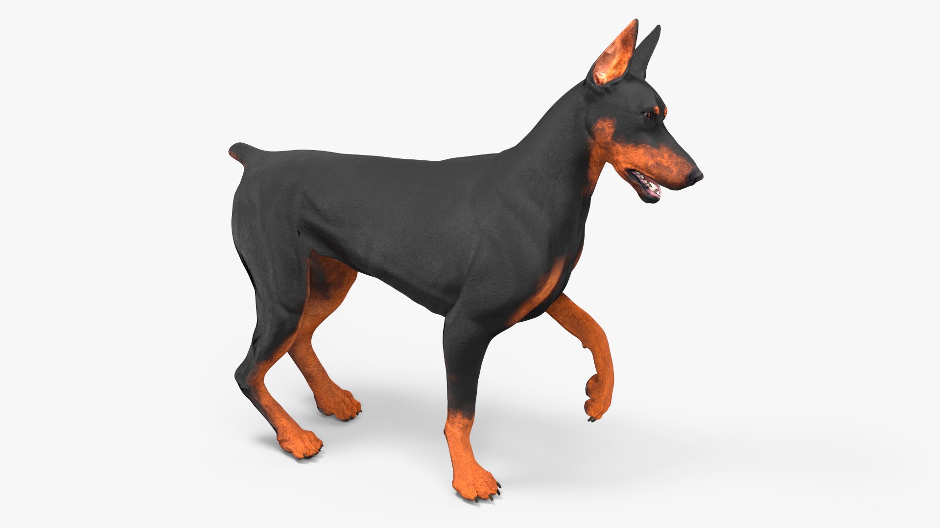 Doberman Pinscher Dog Rigged for Cinema 4D 3D model preview
