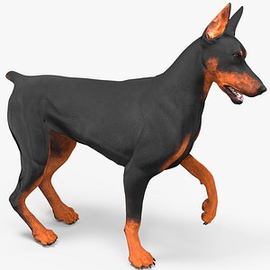Doberman Pinscher Dog Rigged for Cinema 4D model