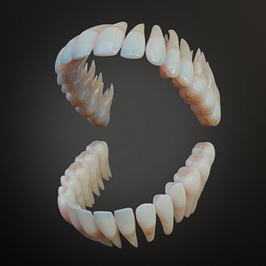 3D Dirty Human Teeth Realistic and Detailed