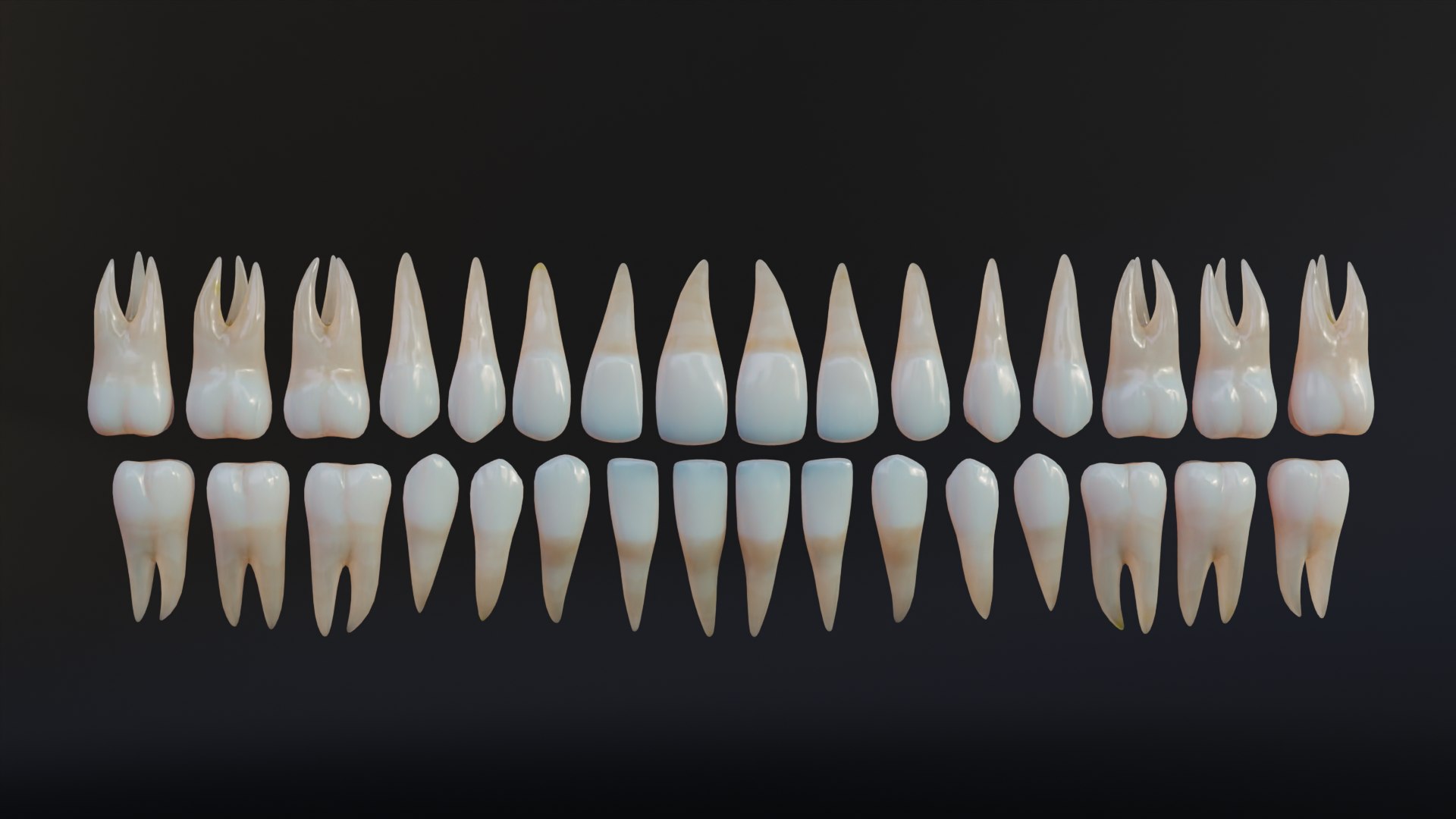 3D Dirty Human Teeth Realistic and Detailed https://p.turbosquid.com/ts-thumb/we/G38aMX/Qp/render14/png/1736616202/1920x1080/fit_q87/049e6e91bb227784d52a99c0cb17fbd0d75c56c8/render14.jpg