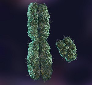 x y chromosomes 3d model