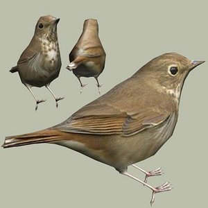 3d model hermit thrush