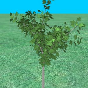small_maple03