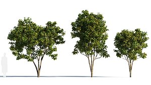 Osmanthus fragrans c