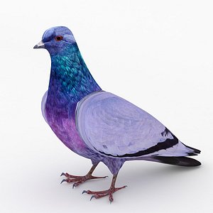 3d model dove