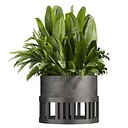 Collection plant vol 751 Corona 7 max 2015