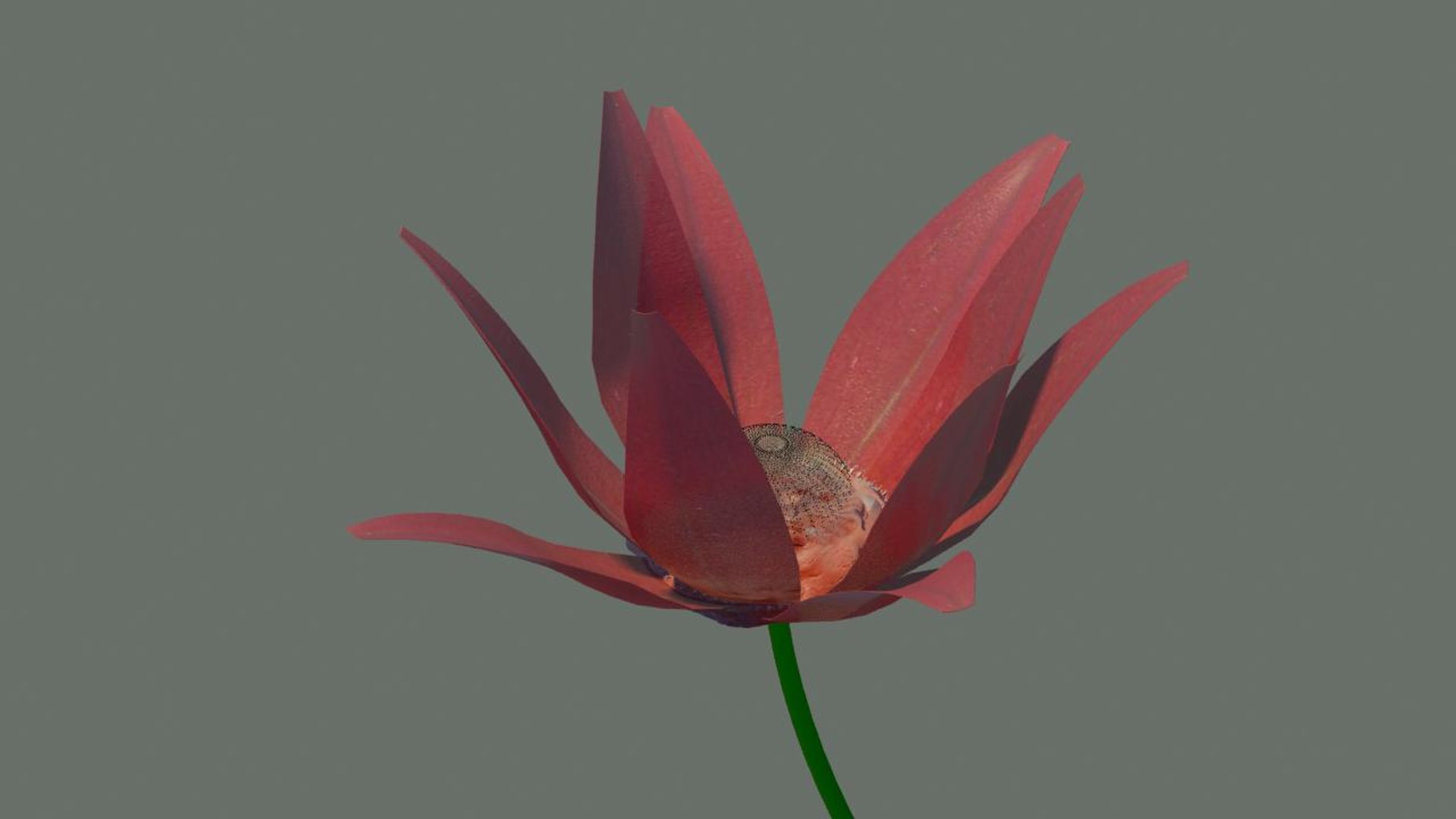 3d model opening animation https://p.turbosquid.com/ts-thumb/we/zbXK0E/5Dz1D156/flower2/jpg/1334759006/1920x1080/fit_q87/27219633eefce32d571b4a0e936bec7411b62bc4/flower2.jpg