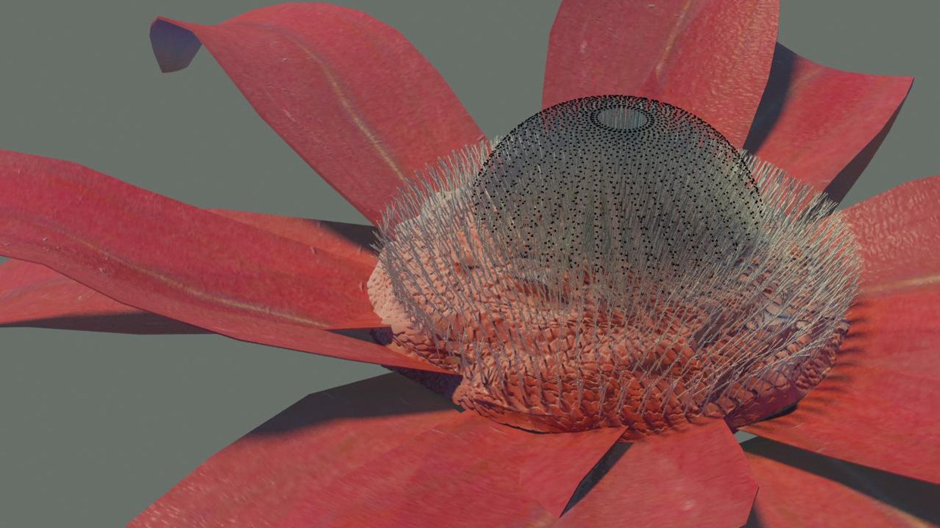 3d model opening animation https://p.turbosquid.com/ts-thumb/we/zbXK0E/AA7CtTuL/flower5/jpg/1334759016/1920x1080/fit_q87/dcdf7f73ba18ce9980eb426291bf6332c858e7ac/flower5.jpg