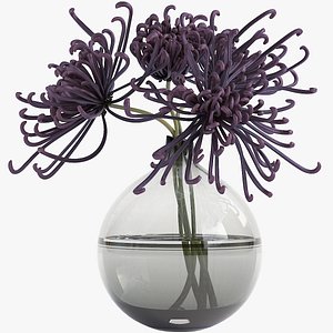 Chrysanthemum model