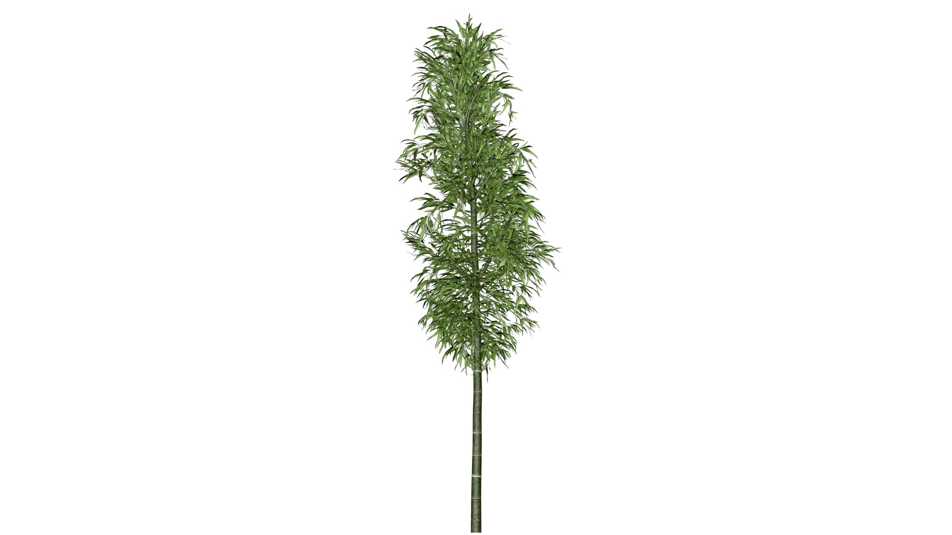 3D Bamboo Plant - 06 - model https://p.turbosquid.com/ts-thumb/wf/4v97aq/6d/bb_62/png/1741688998/1920x1080/fit_q87/003c9033bec27f86a71cd1488a0306d99ea0900b/bb_62.jpg