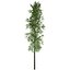 Bambuspflanze - 06 -