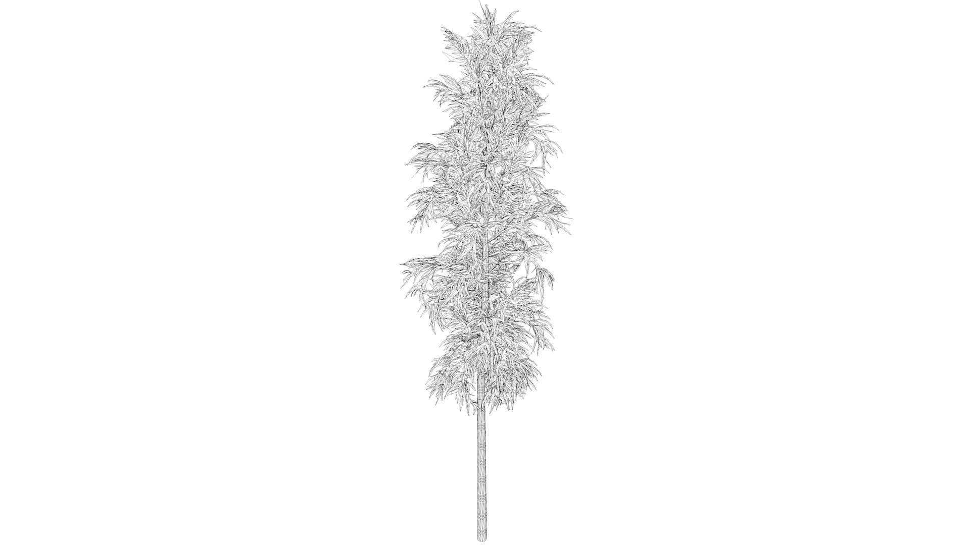 3D Bamboo Plant - 06 - model https://p.turbosquid.com/ts-thumb/wf/4v97aq/Z3/bamboo_med_06_031/png/1741688996/1920x1080/fit_q87/202443875f97b85fbaec3f9e69262ed501eb265d/bamboo_med_06_031.jpg