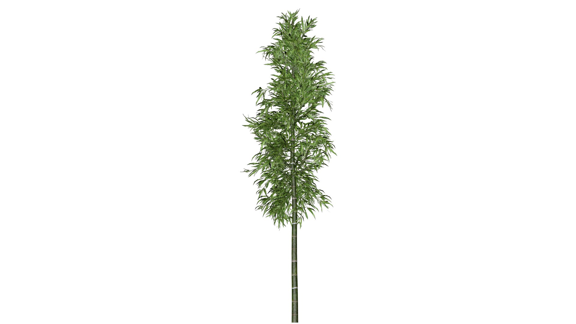 3D Bamboo Plant - 06 - model https://p.turbosquid.com/ts-thumb/wf/4v97aq/bU/bb_63/png/1741689000/1920x1080/fit_q87/c31b4f53d21c5519846b4f45c392dcddcc0f3013/bb_63.jpg