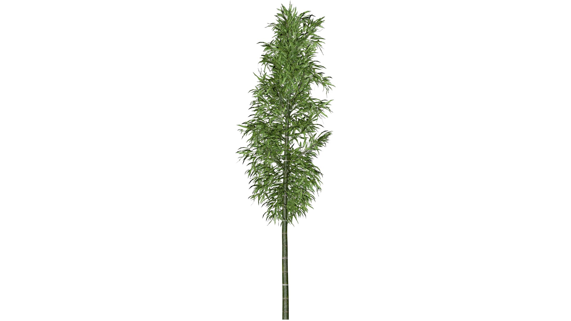 3D Bamboo Plant - 06 - model https://p.turbosquid.com/ts-thumb/wf/4v97aq/cq/bb_6/png/1741688997/1920x1080/fit_q87/7d0e10a06a97694309ab4d4195326943b3e0c4bf/bb_6.jpg