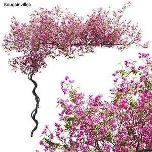 Bougainvillea 11 3D model