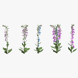 3D Foxglove Flower Low Poly