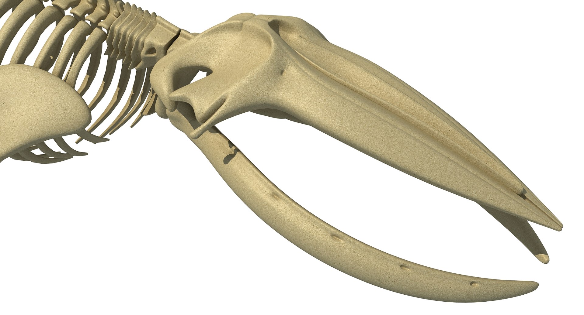 3,537 Whale Skeleton Images, Stock Photos, 3D objects, & Vectors