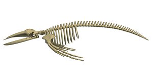 3D humpback whale skeleton