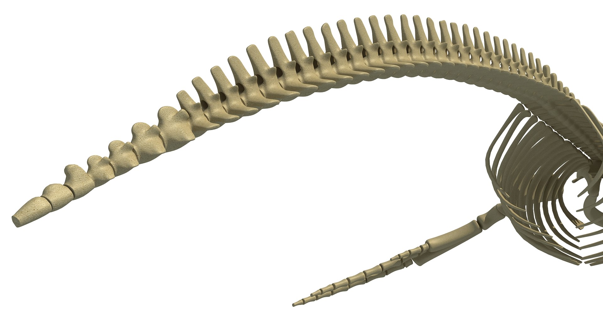 3D humpback whale skeleton https://p.turbosquid.com/ts-thumb/wf/F4WK8s/cL4NfM0U/humpbackskeleton14/jpg/1518530218/1920x1080/fit_q87/b84f9e08a3b105c7c35e9c533fc640c3bf7874ae/humpbackskeleton14.jpg