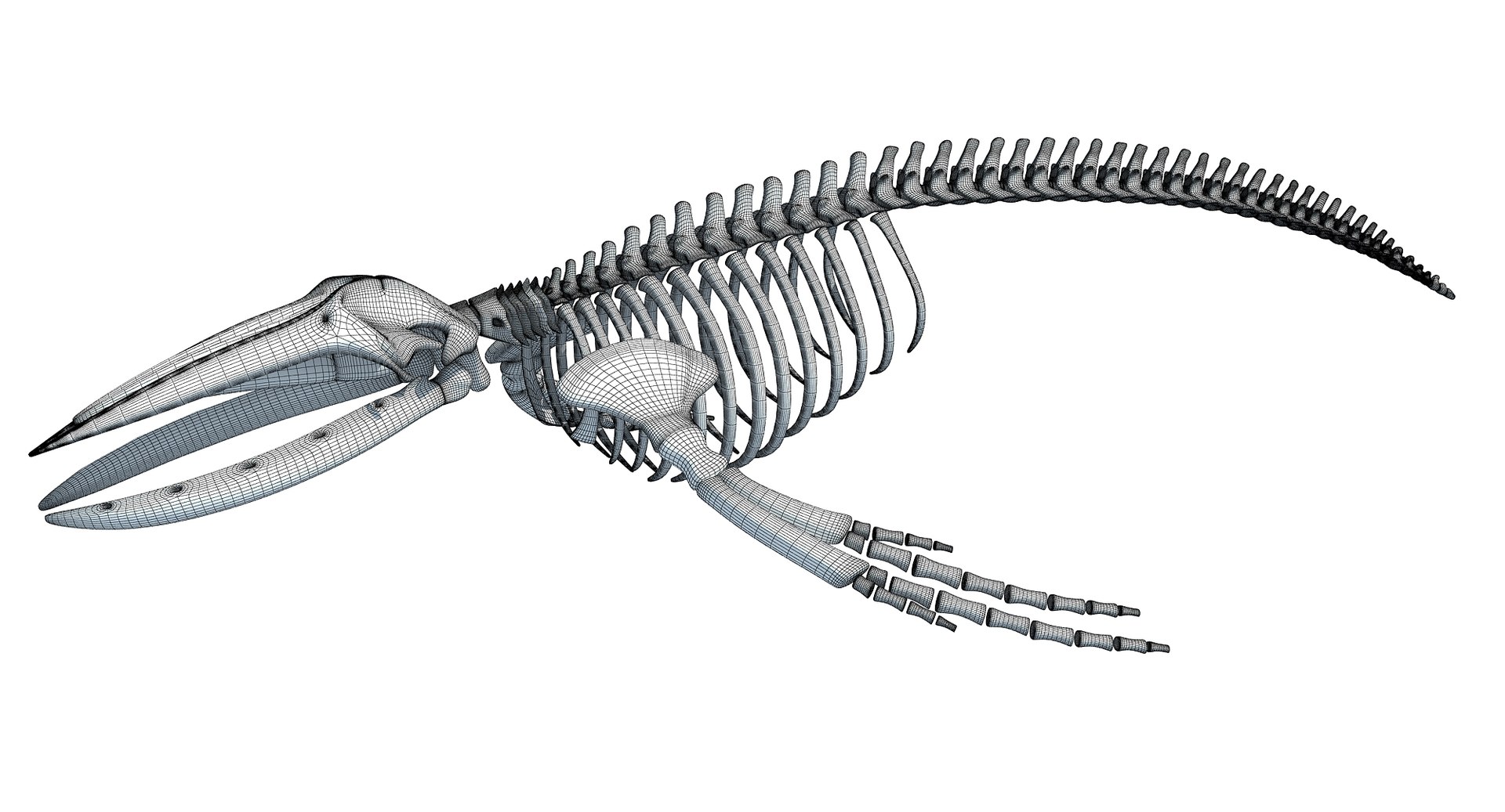 3D Humpback Whale Skeleton - TurboSquid 1253627