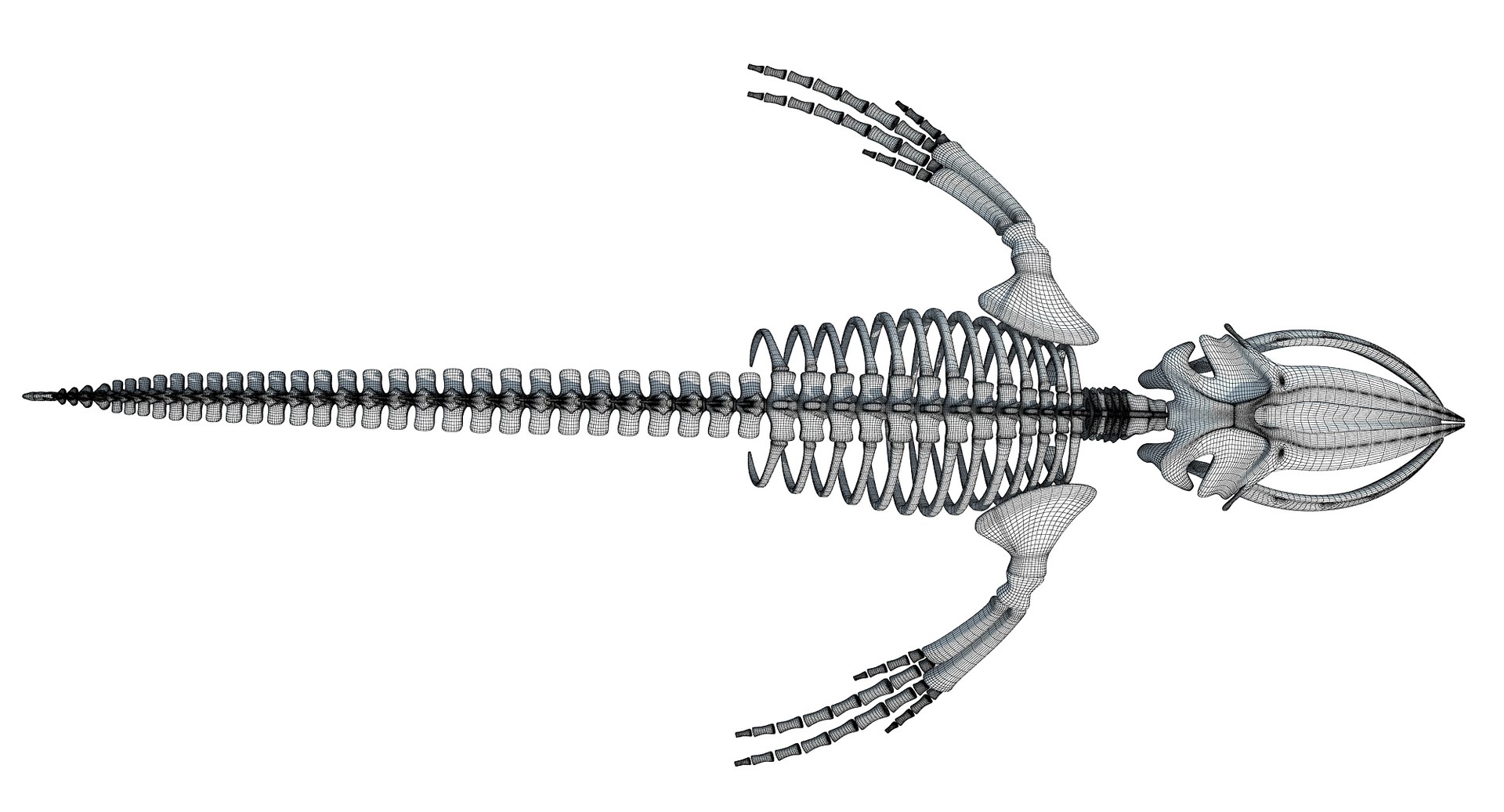 3D humpback whale skeleton https://p.turbosquid.com/ts-thumb/wf/F4WK8s/kajEYoDC/wireframe3d0009/jpg/1518530838/1920x1080/fit_q87/efa503b282a5552f97104dbc2ae7e6311f2e1371/wireframe3d0009.jpg